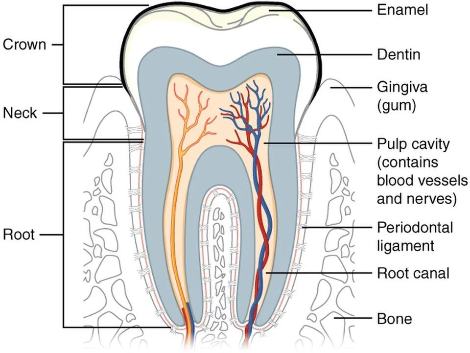 Structure of a tooth.