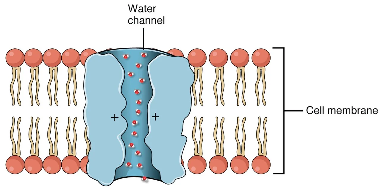 ADH inserts aquaporins into collecting duct cells.