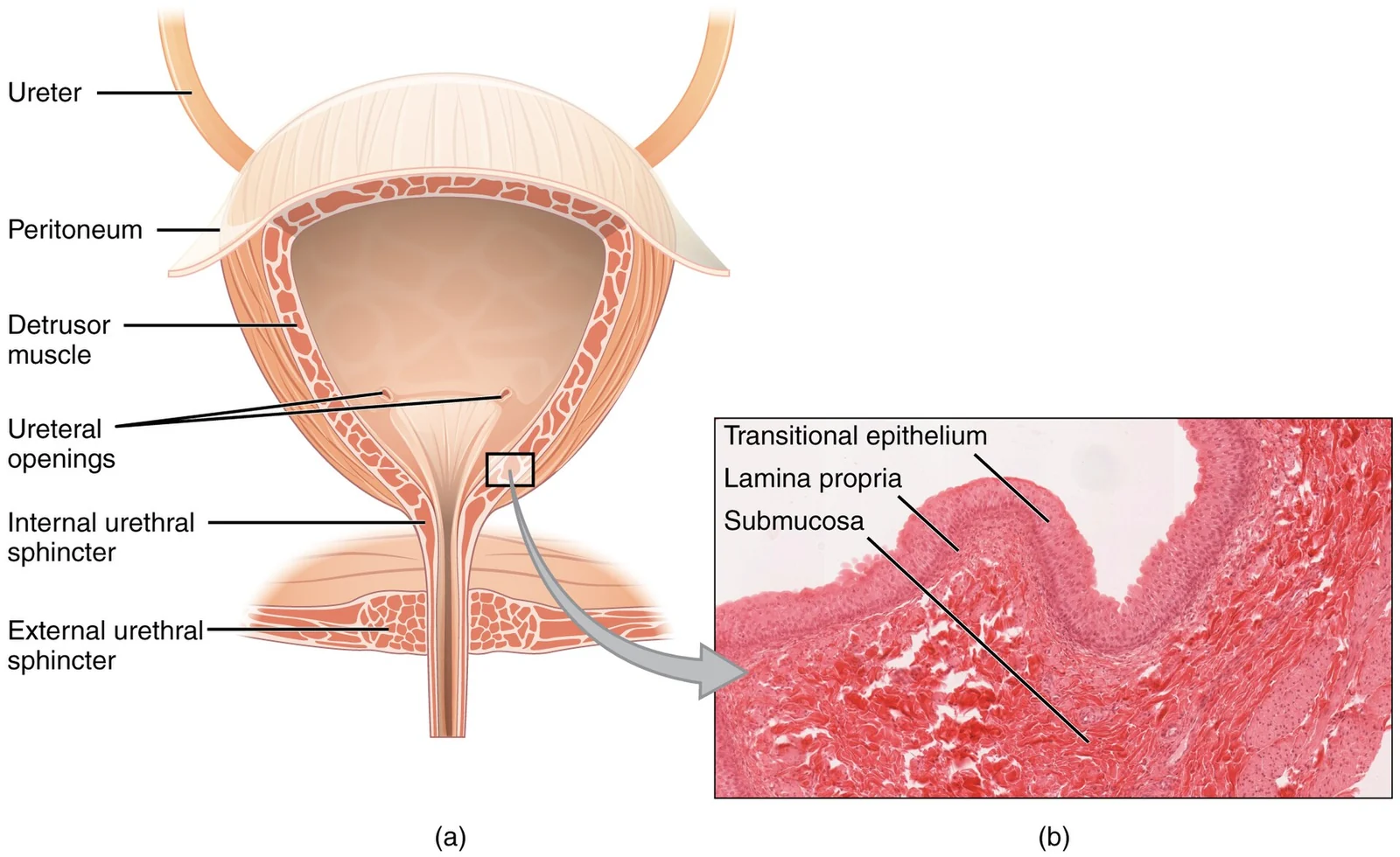 The urinary bladder.