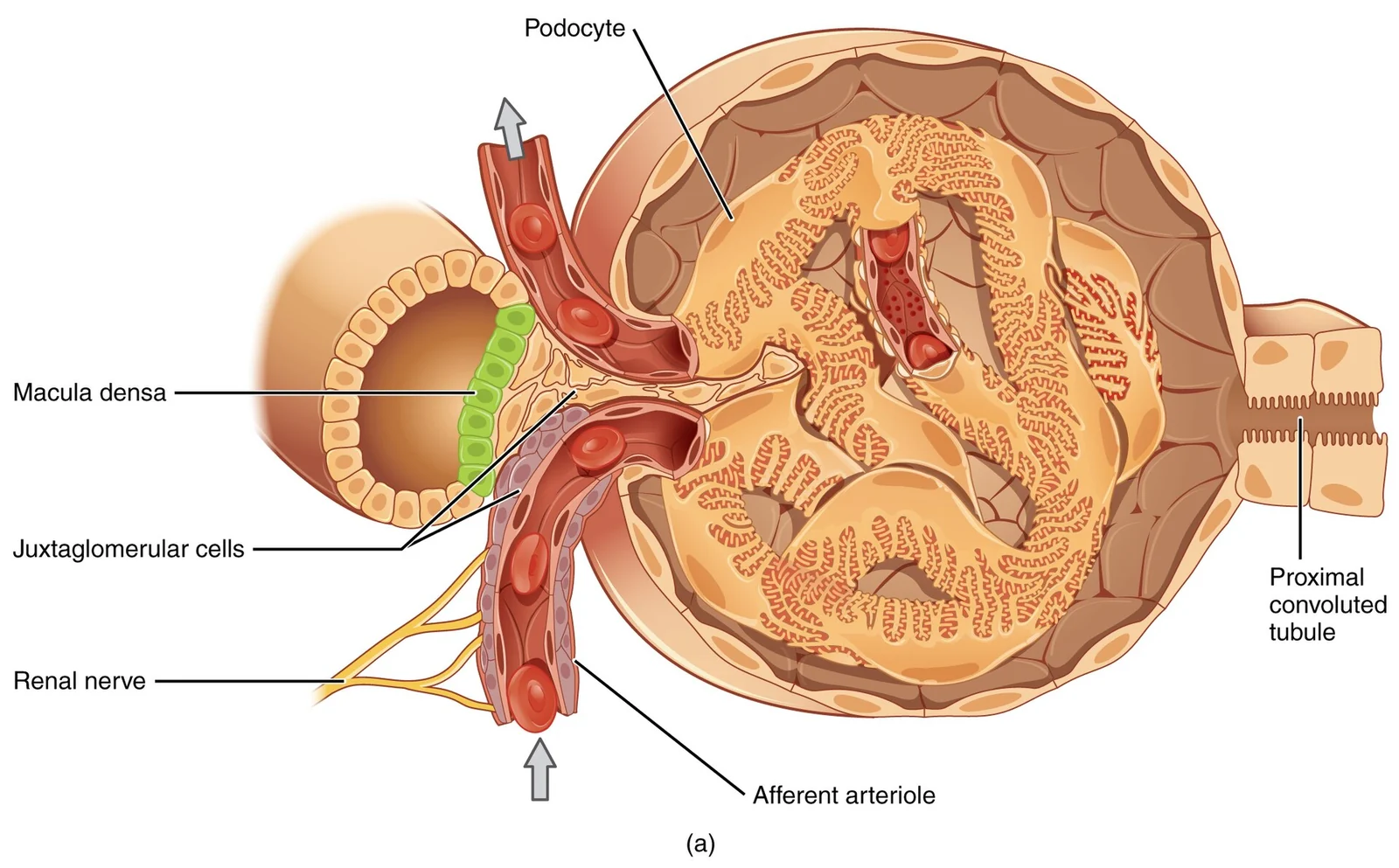The juxtaglomerular complex.