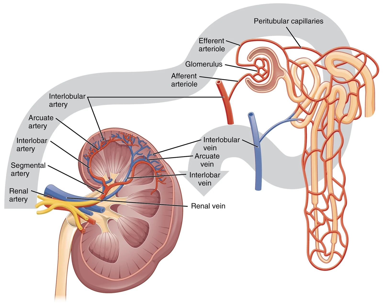 Blood flow through the kidney.