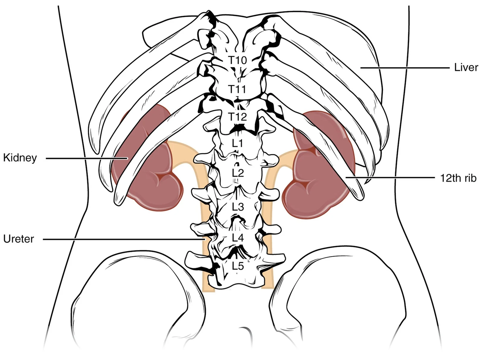 Position of the kidneys.