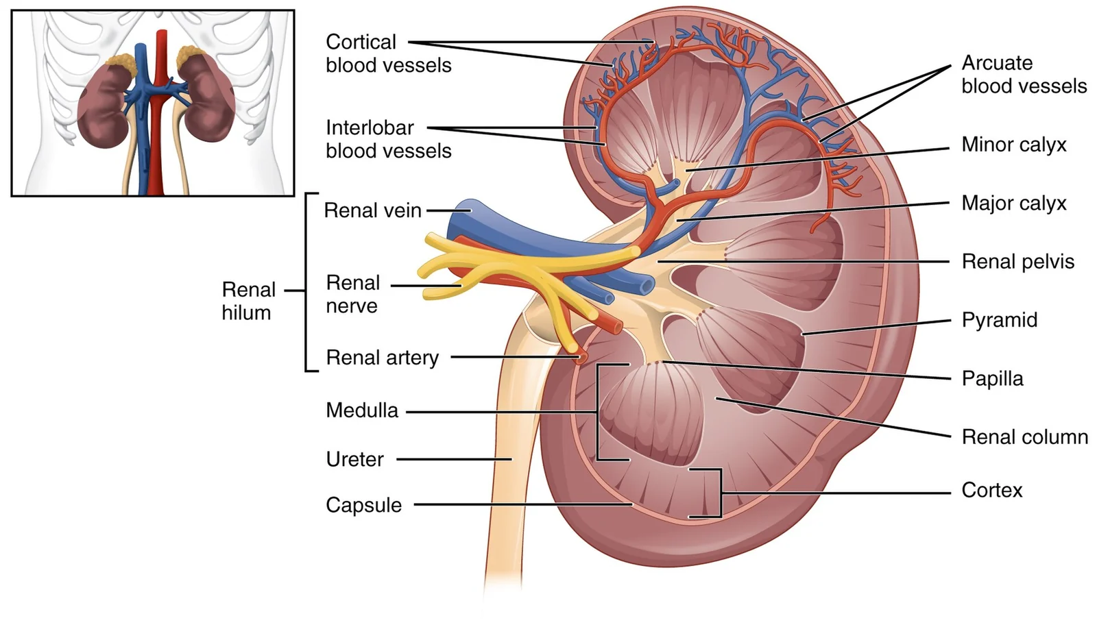 Internal anatomy of the kidney.