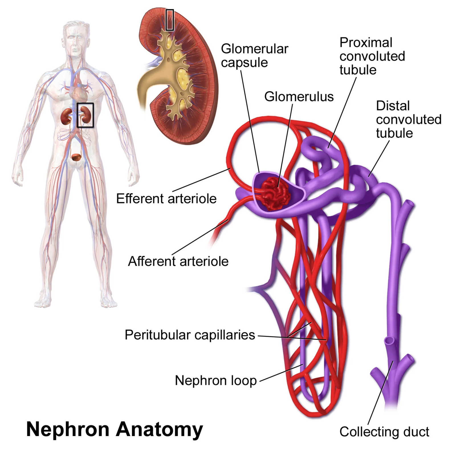 Nephron anatomy (Blausen).