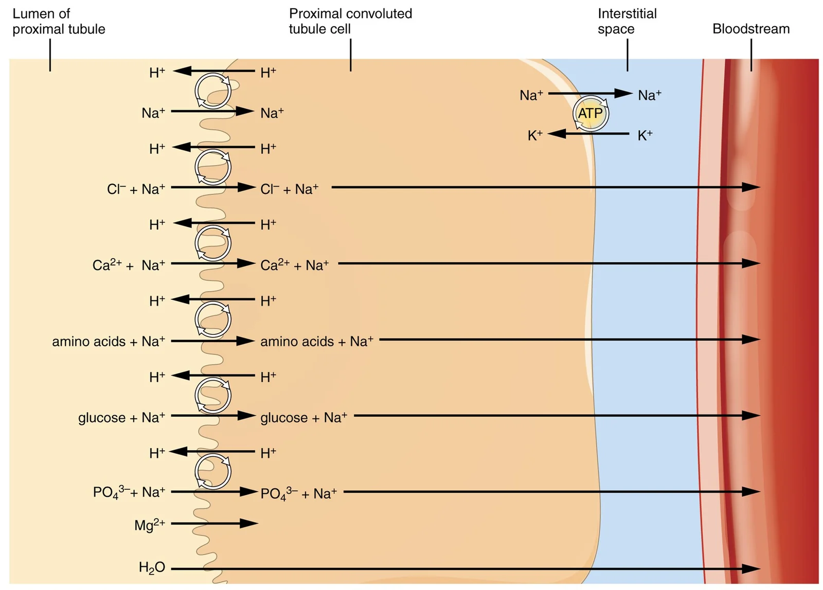 Substances reabsorbed and secreted by the PCT.