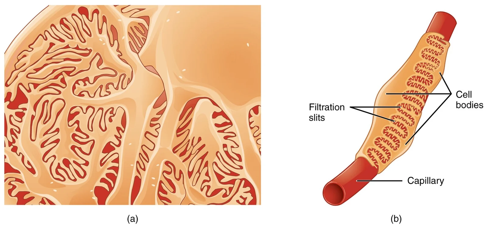 Podocytes and filtration slits.