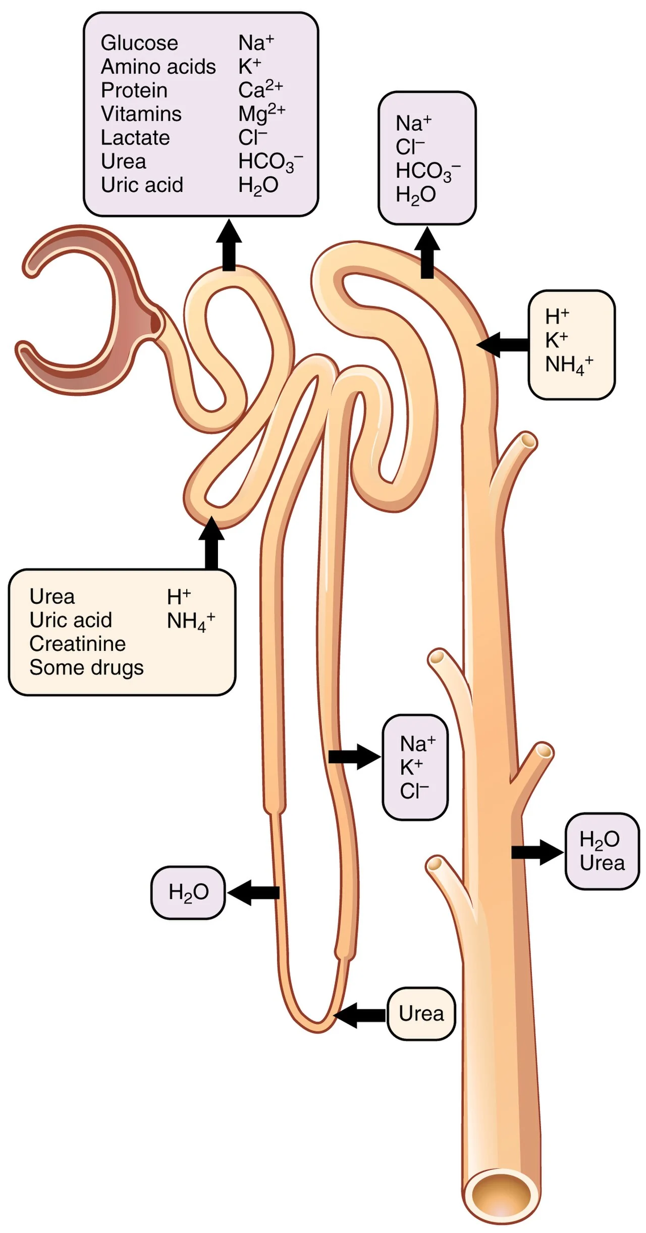 Filtration, reabsorption and secretion along the nephron.