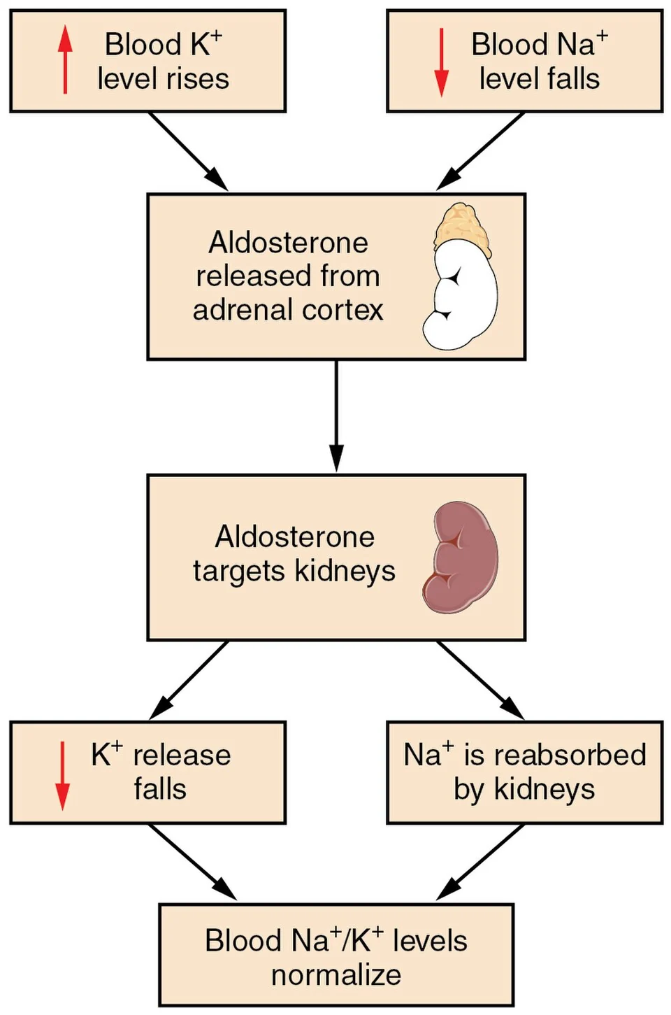 Aldosterone regulates Na⁺ and K⁺.