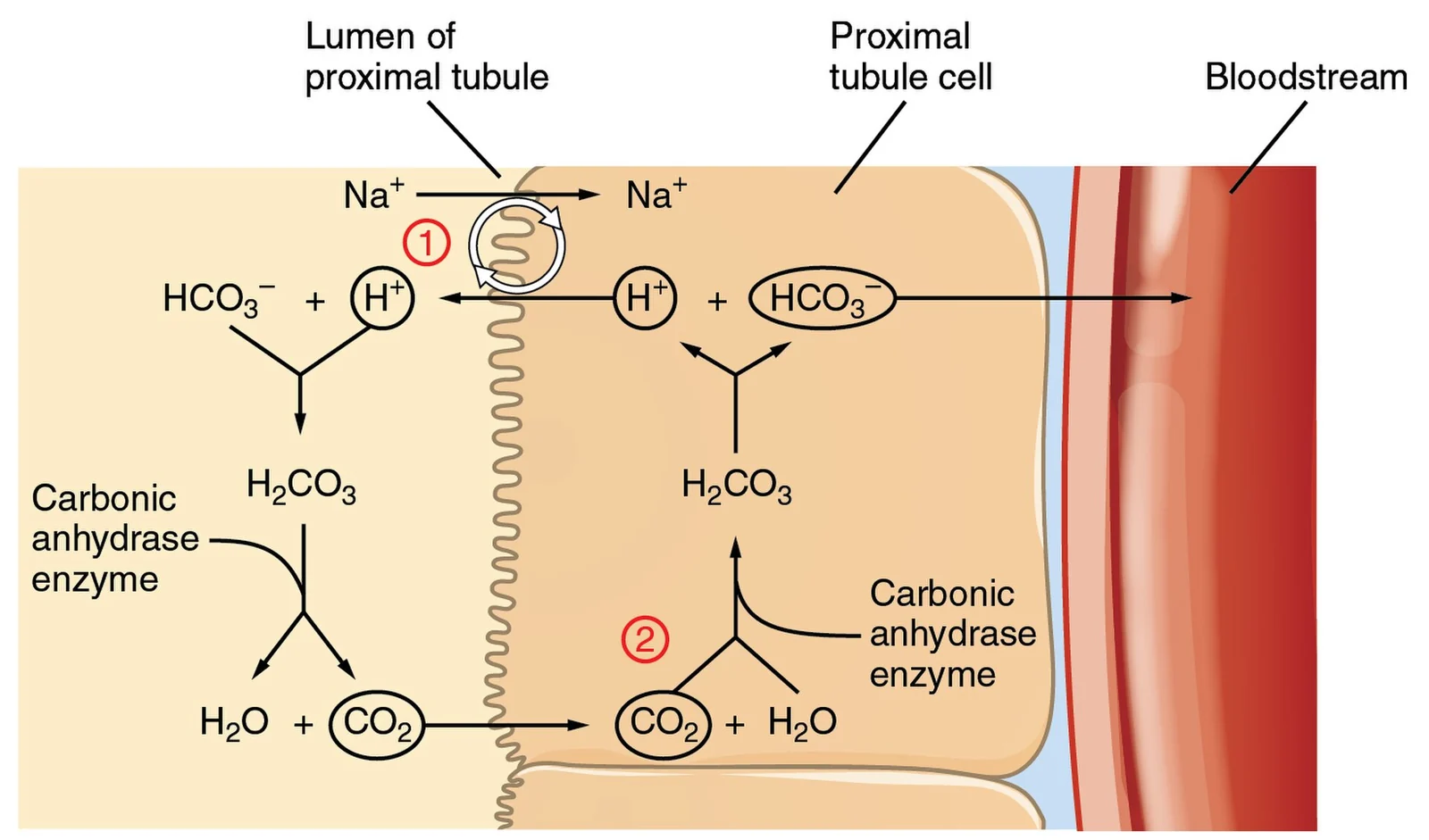 Renal conservation of bicarbonate and secretion of H⁺.