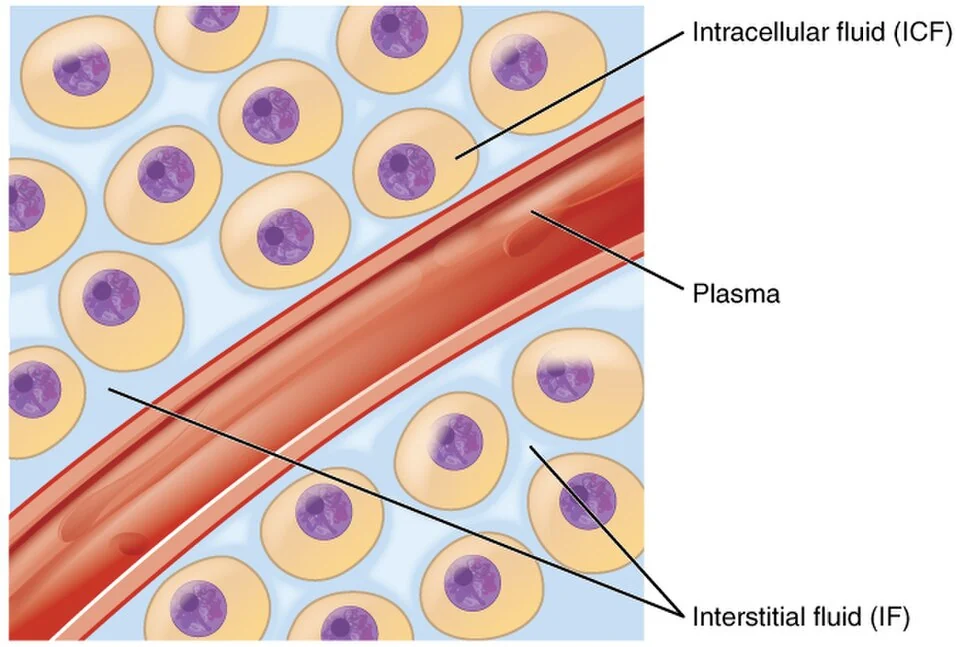 Fluid compartments of the body.