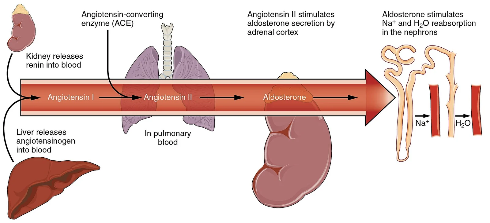 The renin–angiotensin–aldosterone system.