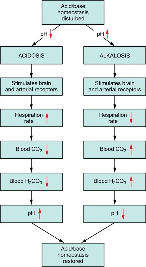 Respiratory regulation of pH.