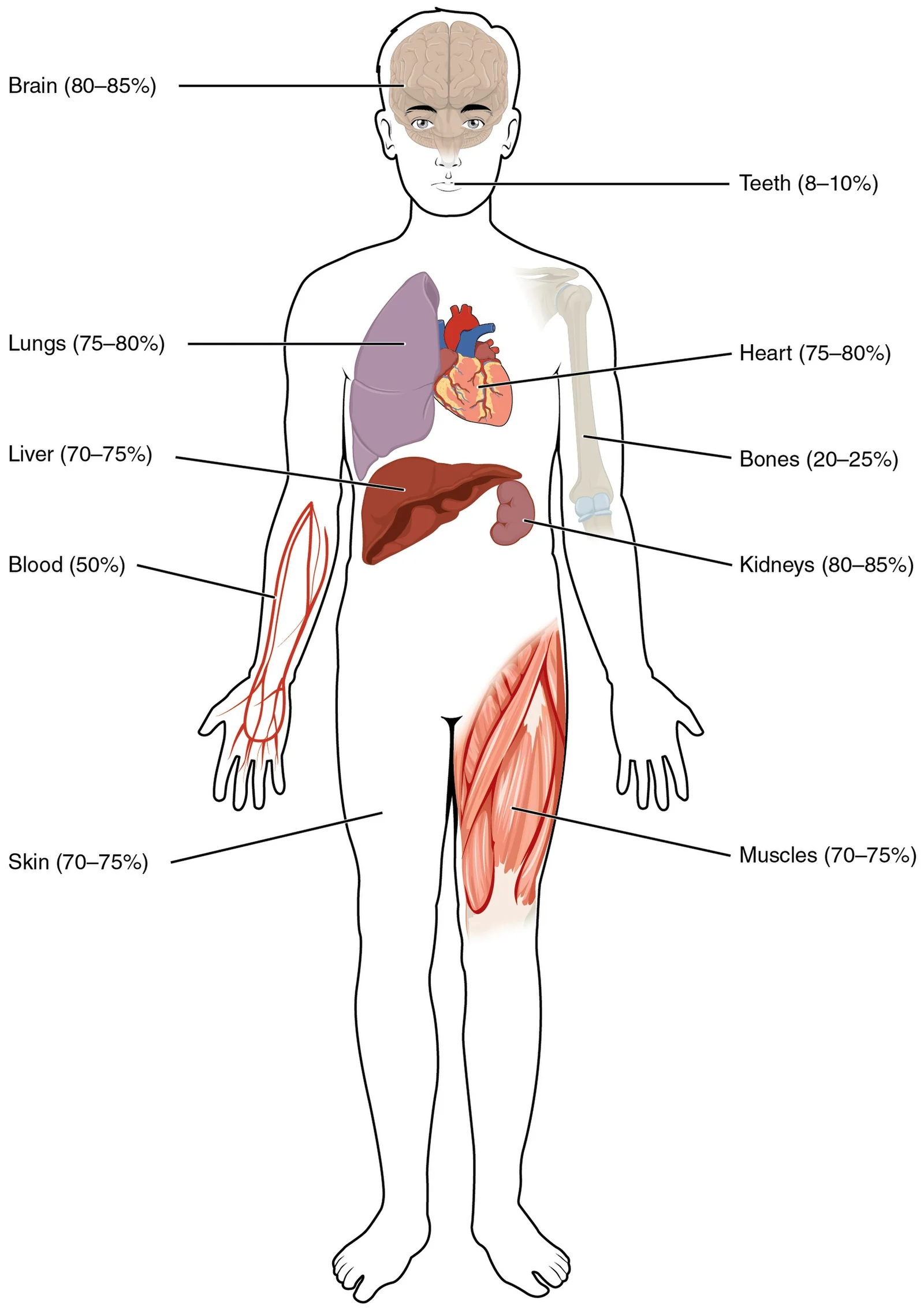 Water content of body tissues.