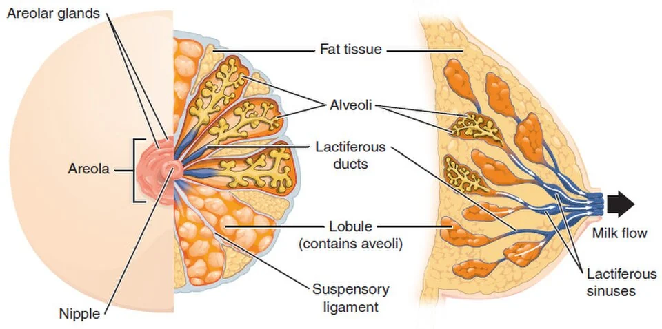 The mammary gland.