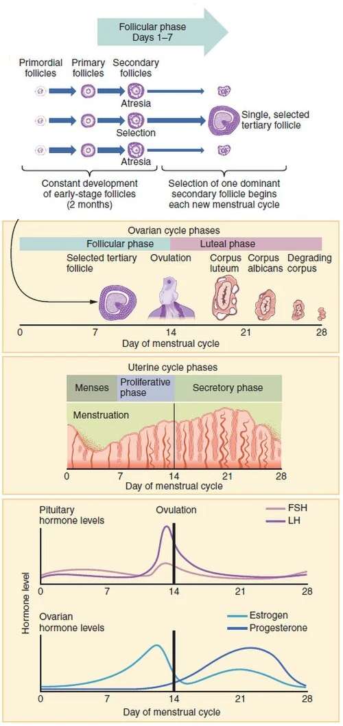 Hormone levels in the ovarian and uterine cycles.