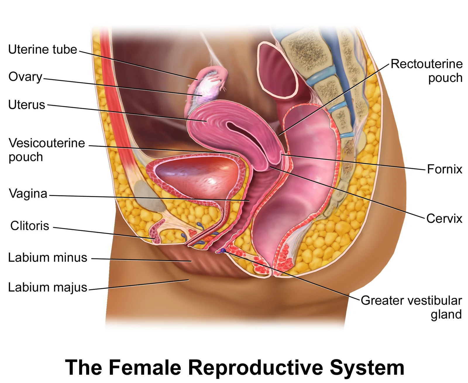 The female reproductive system (Blausen).