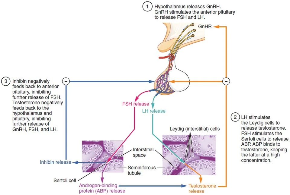 The hypothalamic–pituitary–gonadal axis in males.