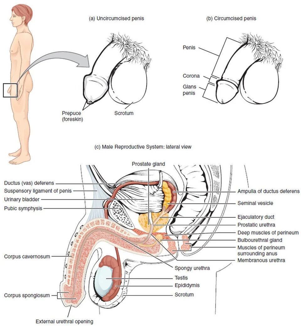 The male reproductive system.