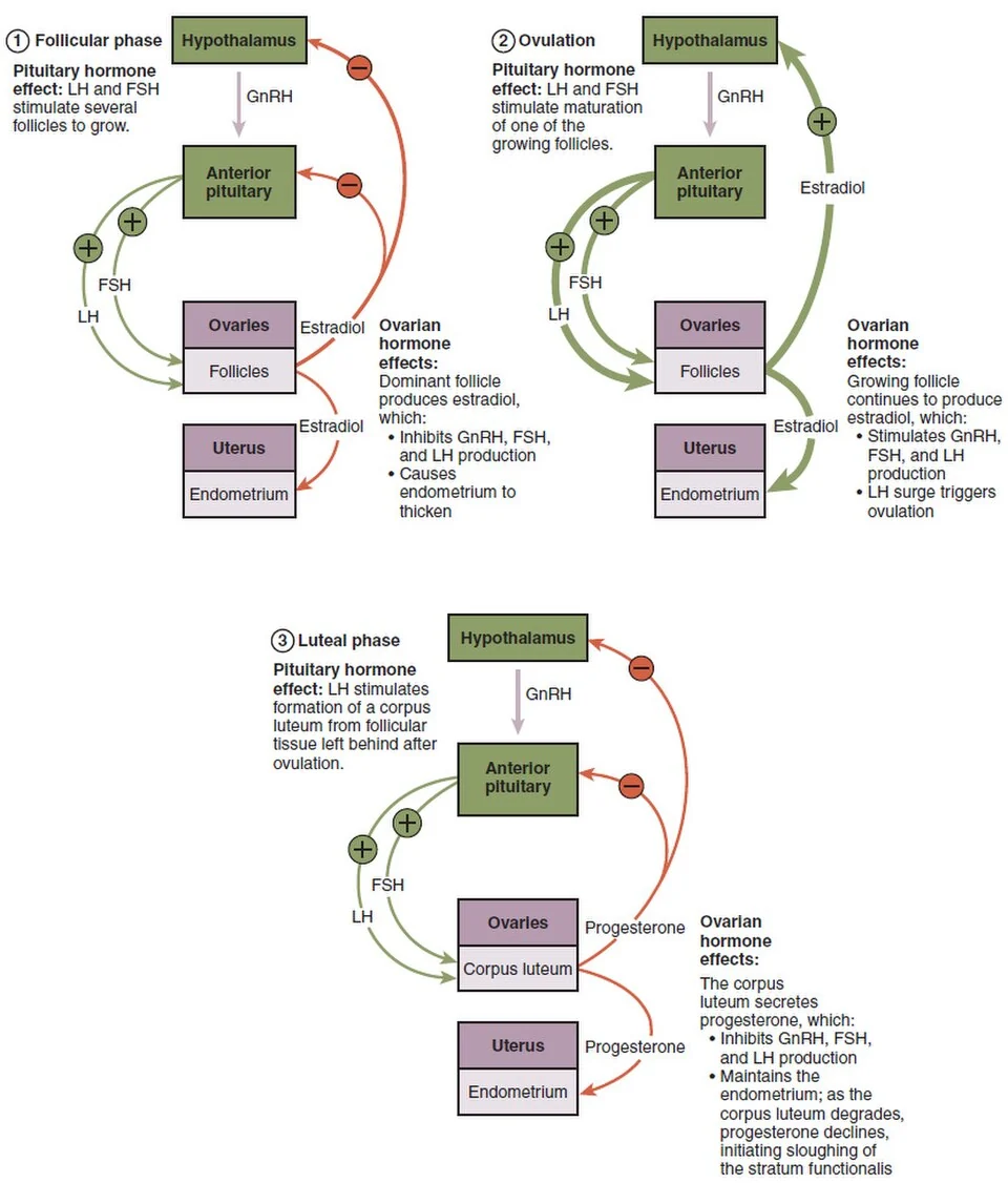 Hormonal regulation of the ovarian cycle.