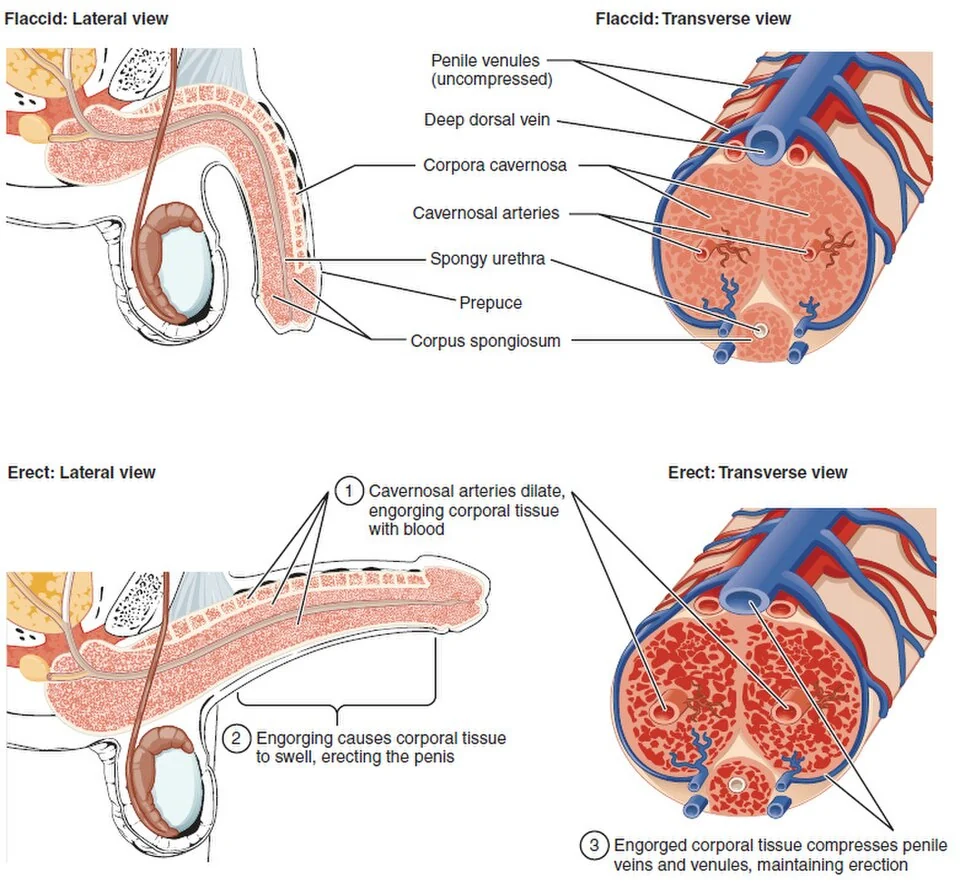 Cross-section of the penis.