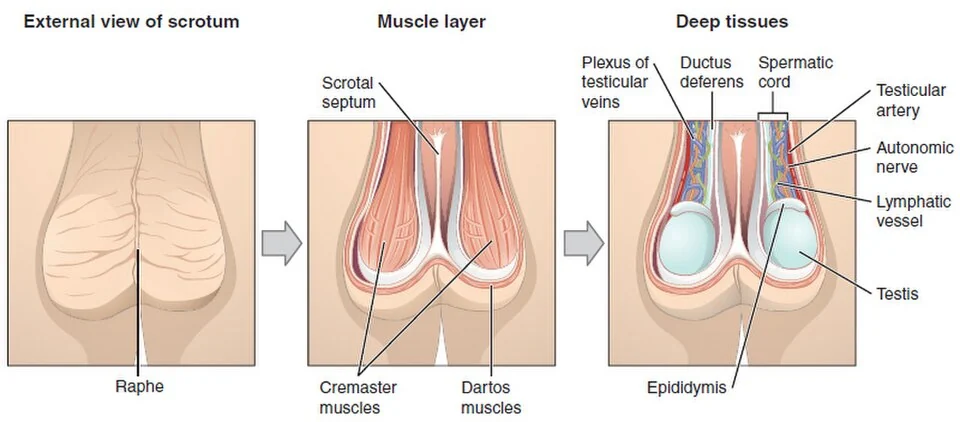 The scrotum and testes.