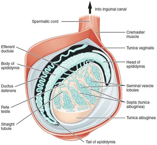 Testis and seminiferous tubules.