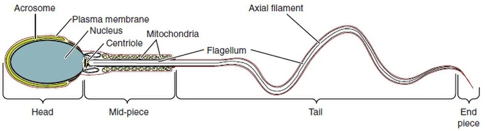 Structure of a sperm.