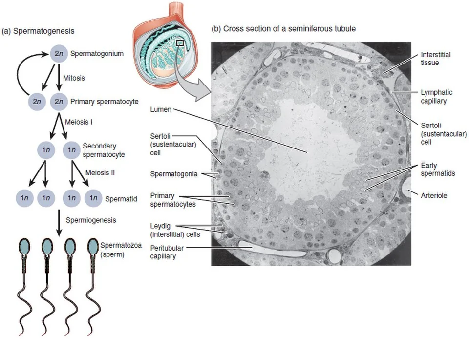 Spermatogenesis in the seminiferous tubule wall.