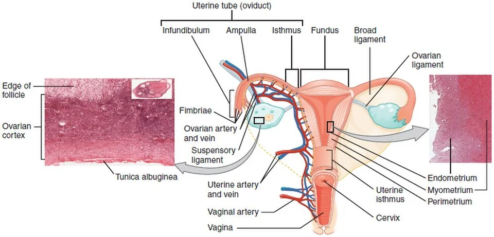 Ovaries, uterine tubes and uterus.