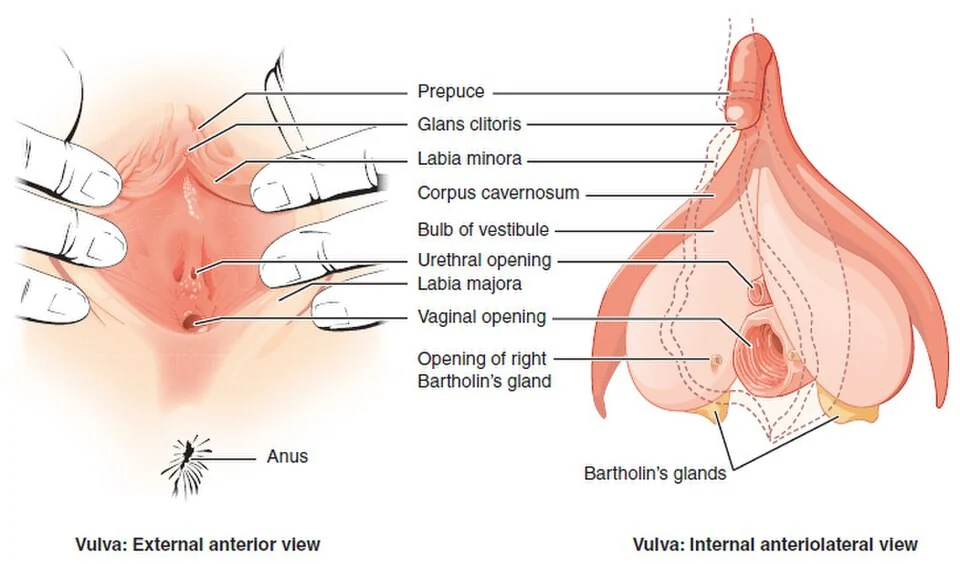 The female external genitalia (vulva).