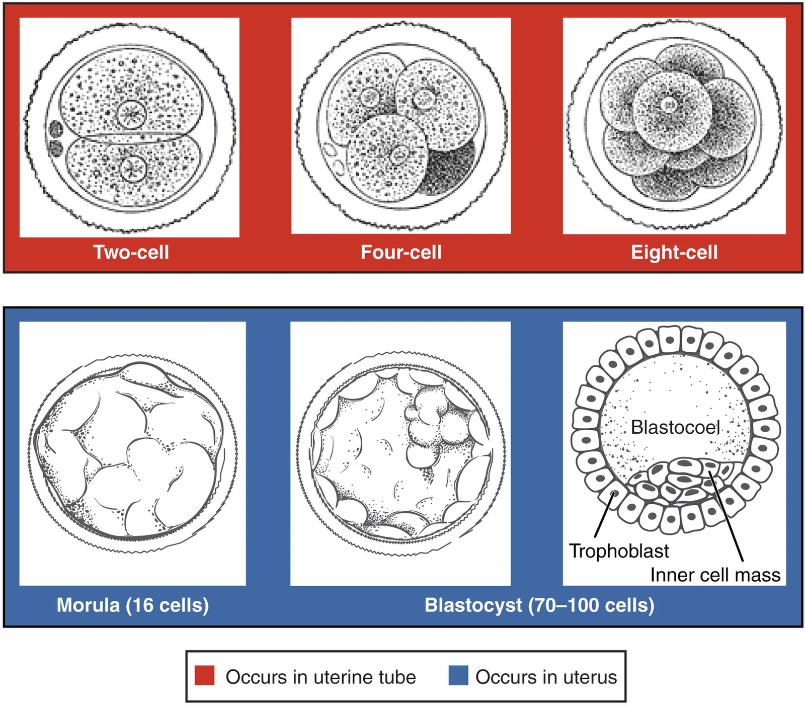 Cleavage and the journey to the uterus.