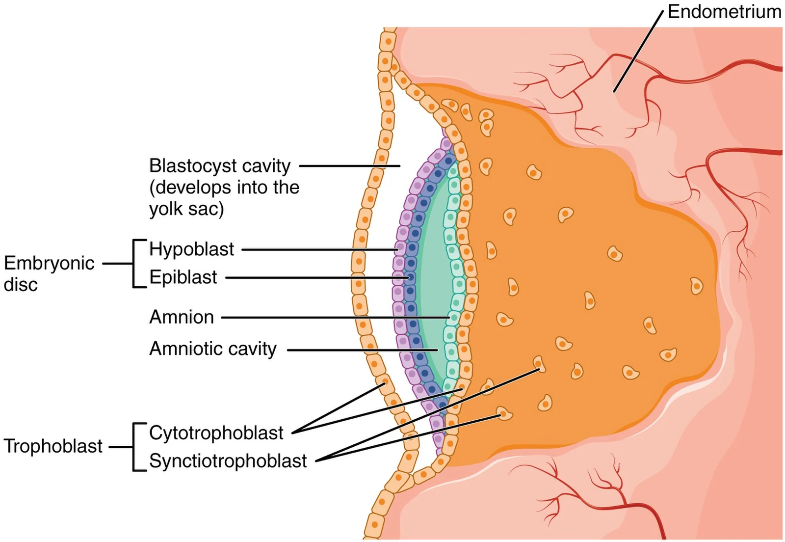 The bilaminar embryonic disc.