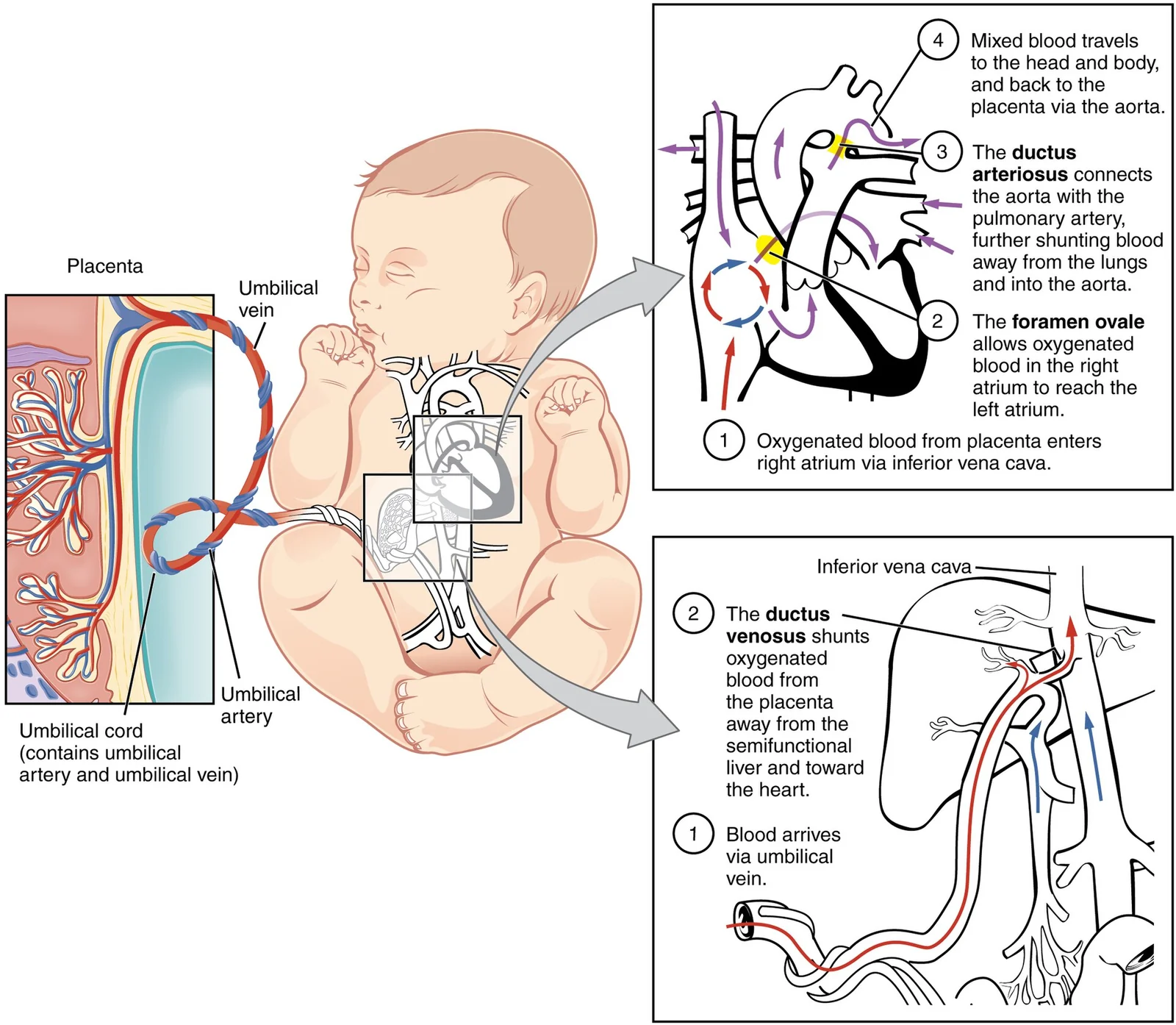 Fetal circulation and its shunts.