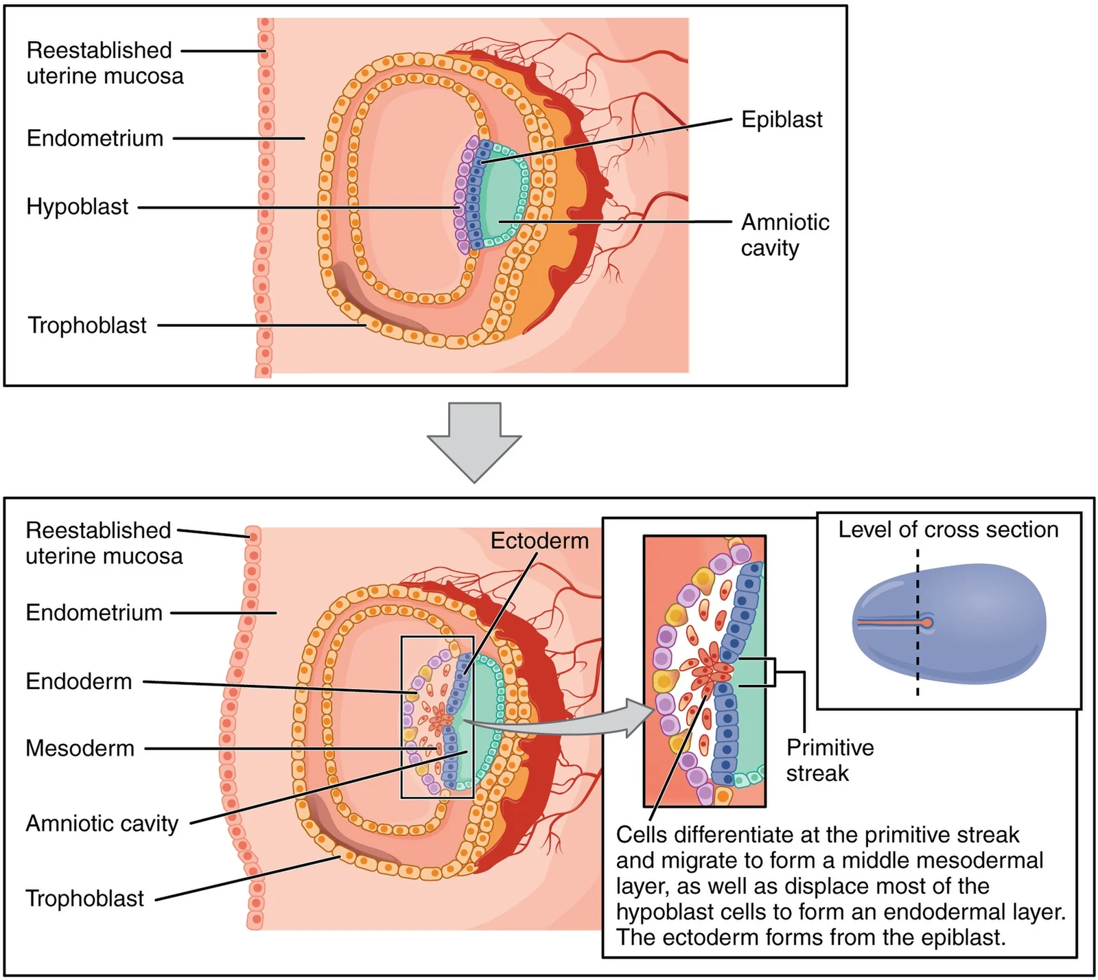 The three germ layers.