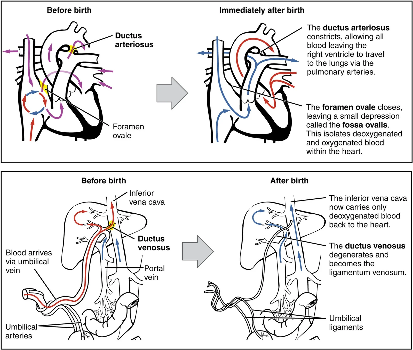 Circulatory changes at birth.
