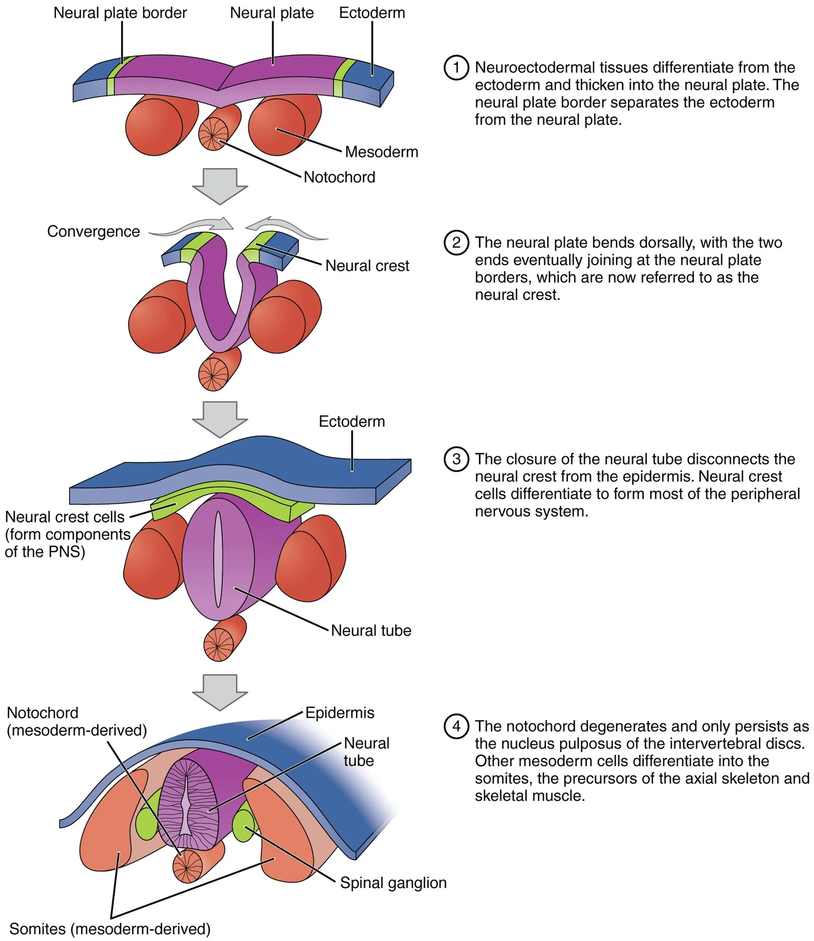 Neurulation.