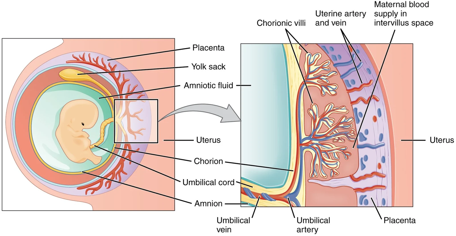 The placenta.