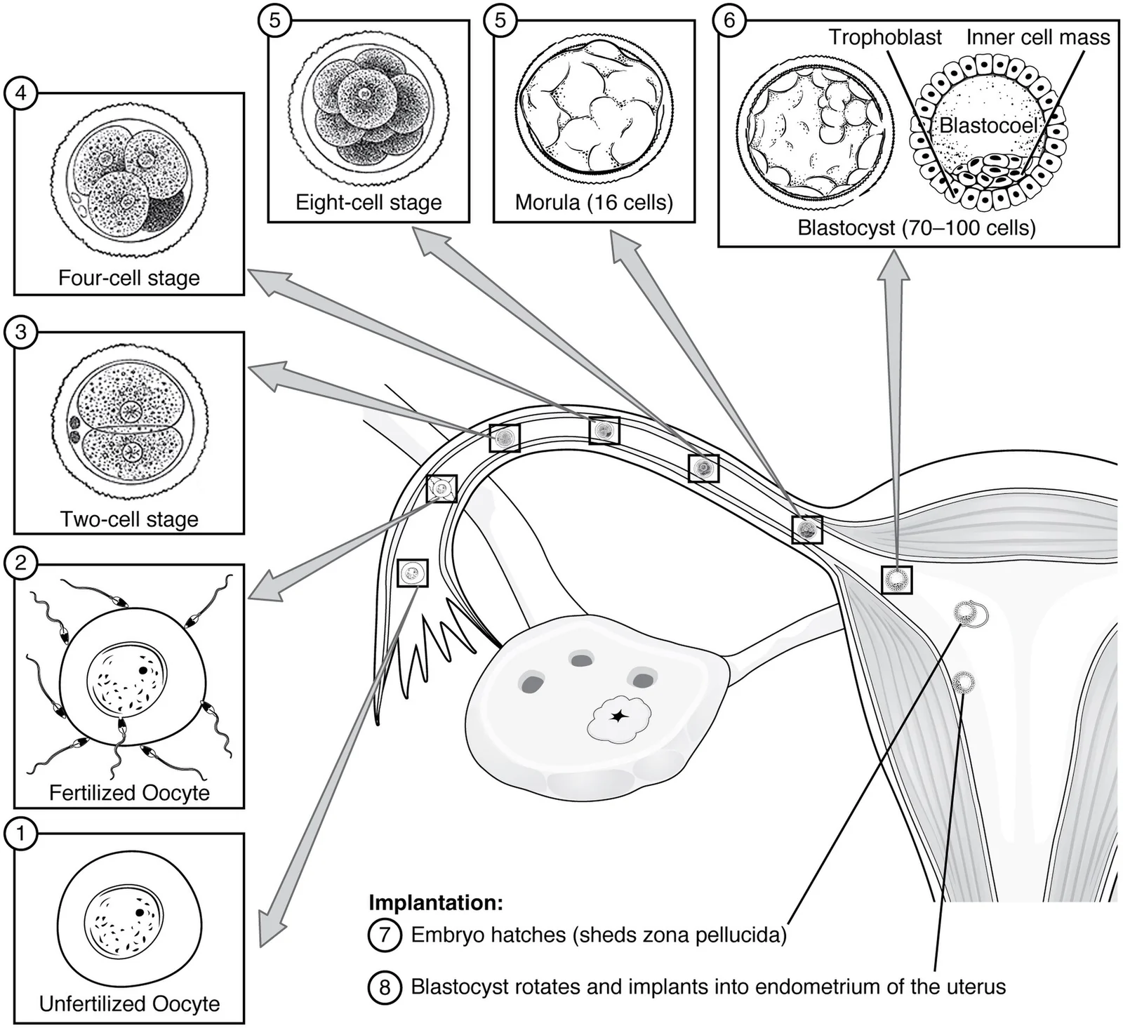 Pre-embryonic development.
