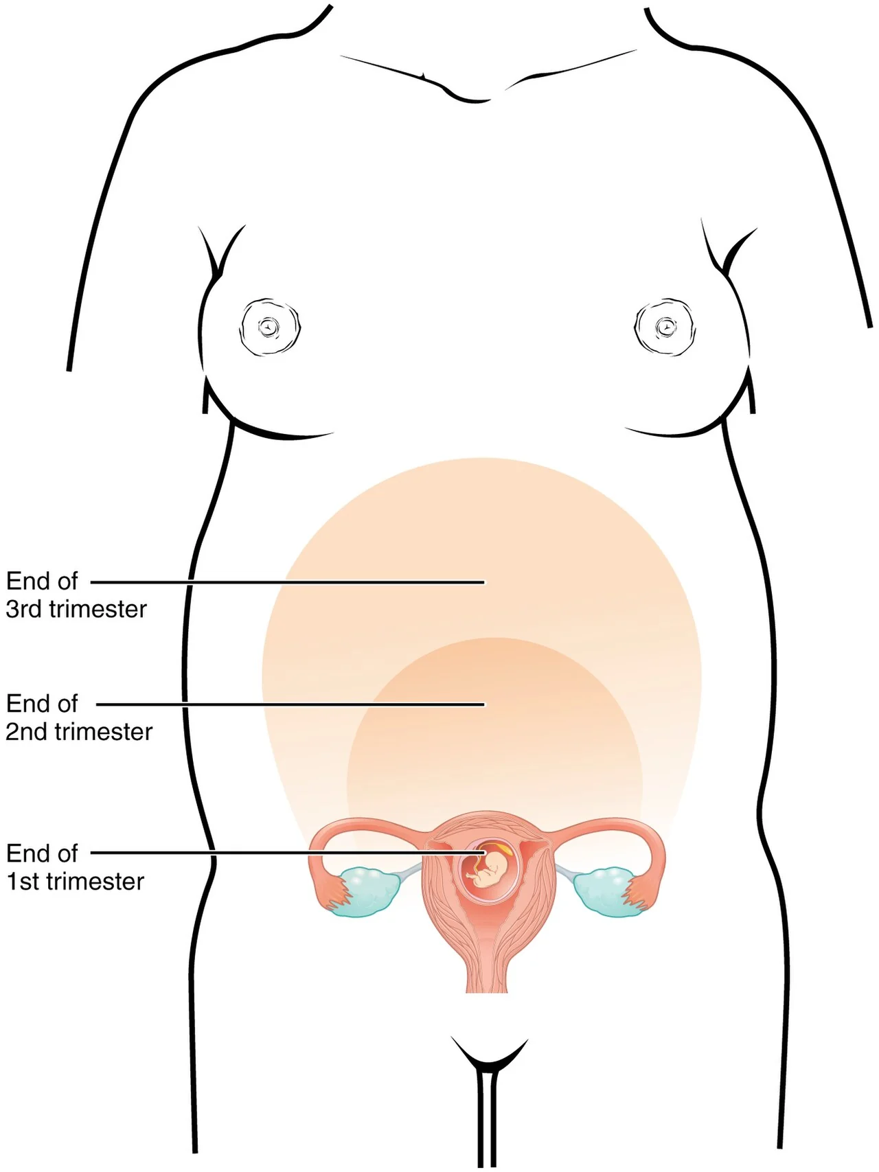 Growth of the uterus during pregnancy.