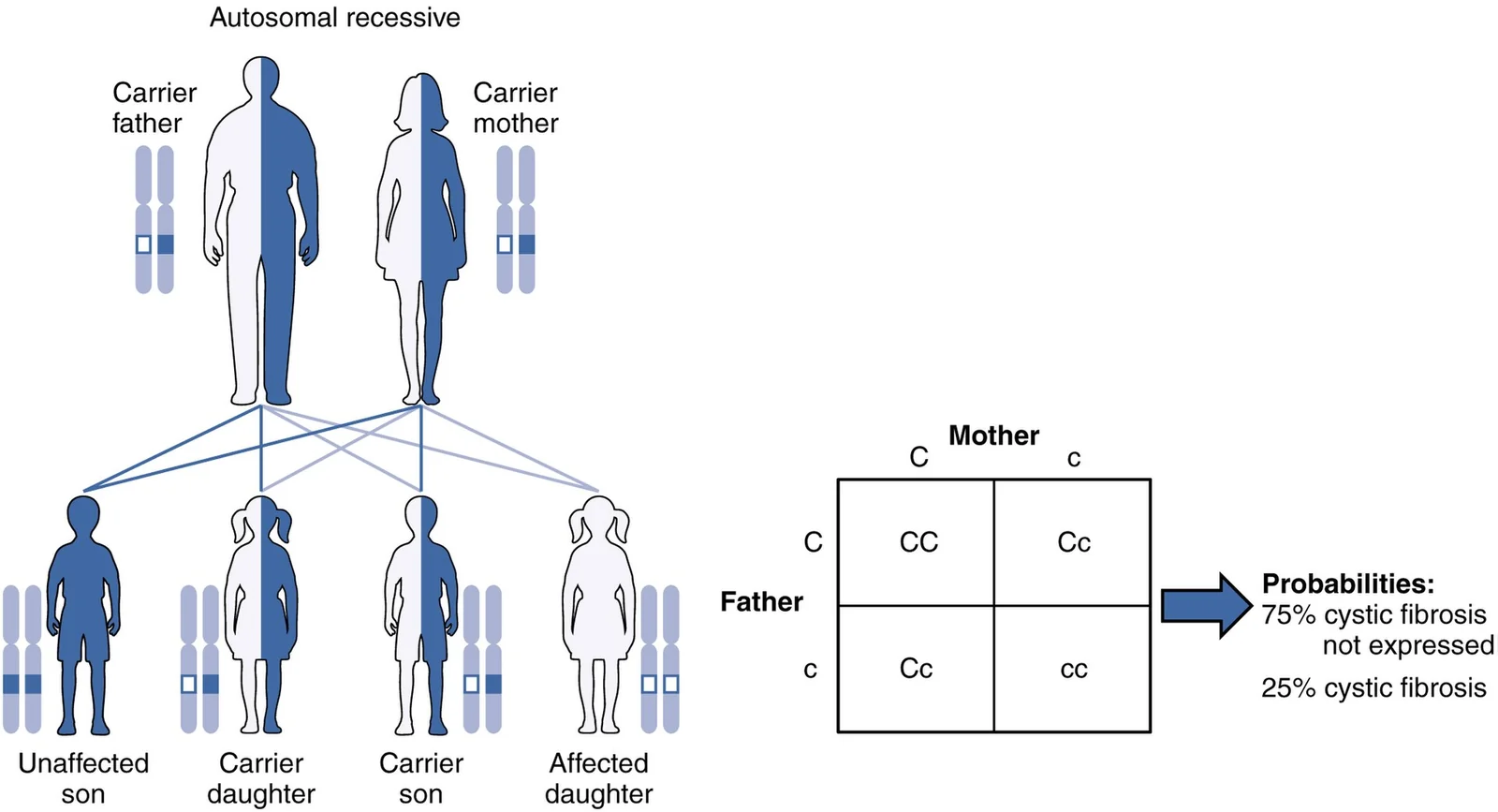 Autosomal recessive inheritance.