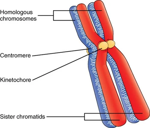 Homologous chromosomes, centromere and sister chromatids.