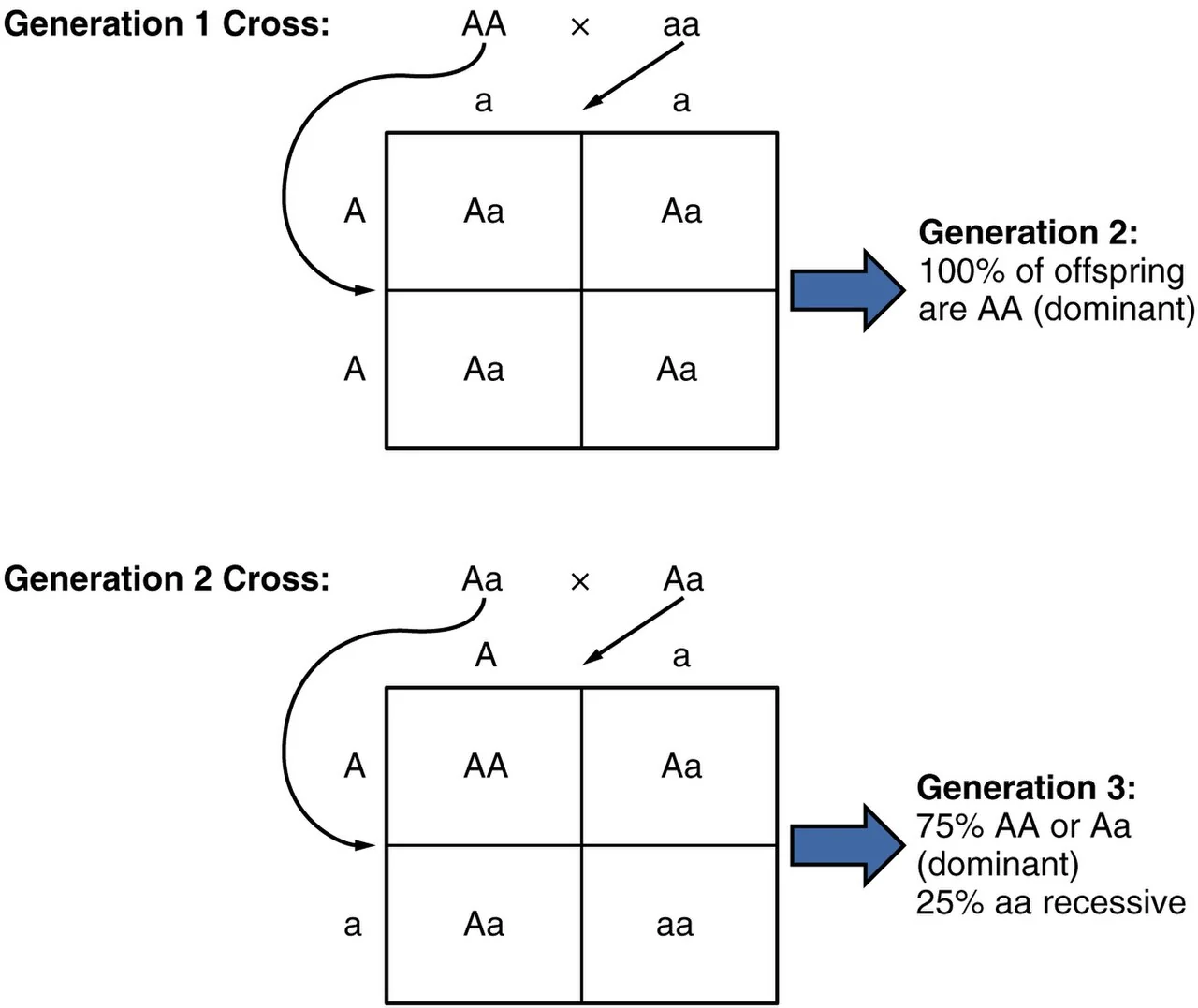 Mendel's monohybrid cross.
